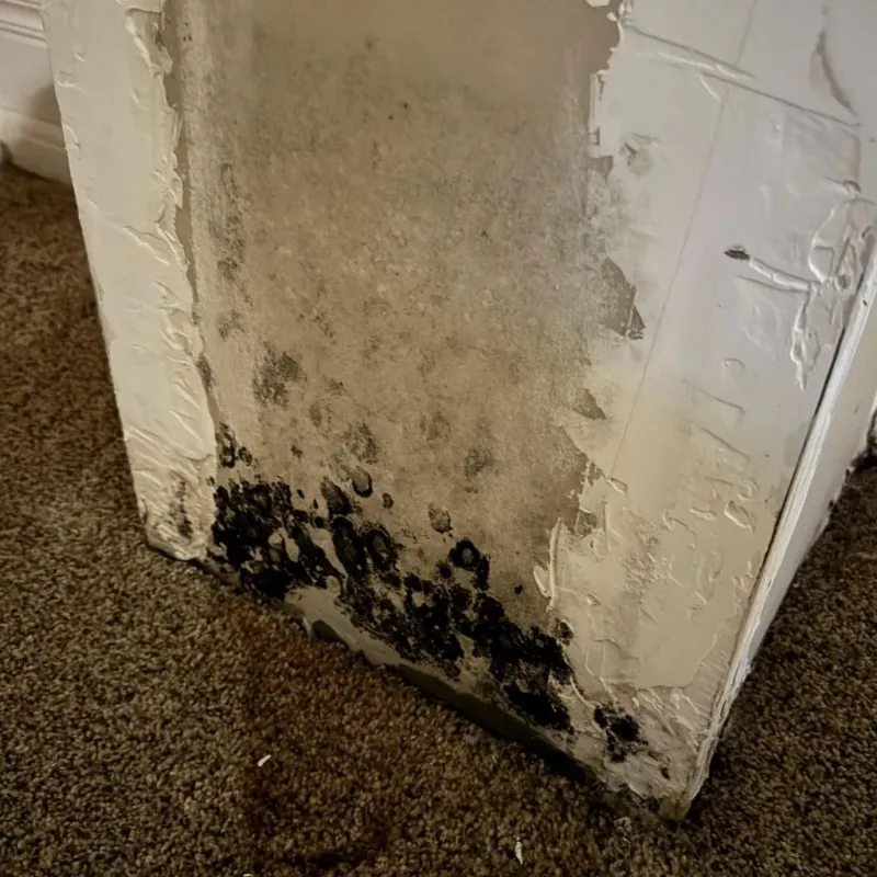 Professional Mold Removal in East Rutherford, NJ